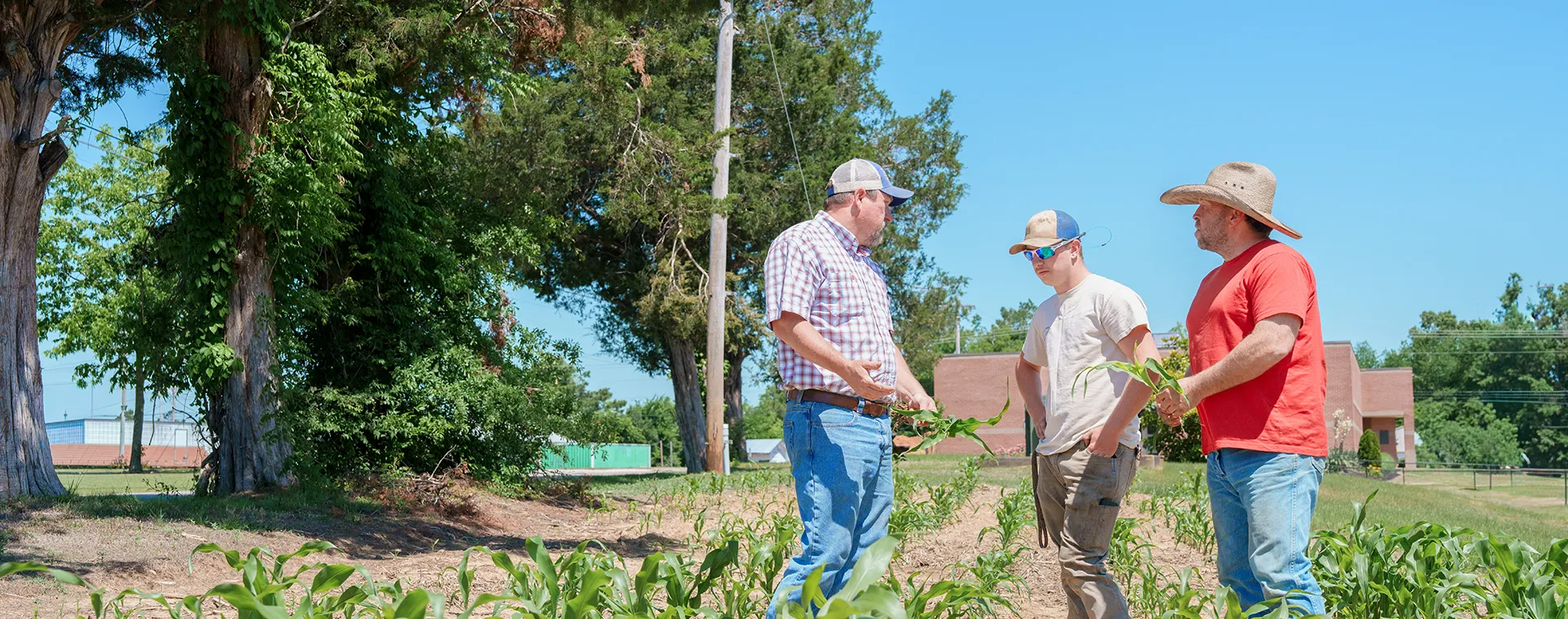 Three people standing in a crop field talking, with rows of plants, trees, and campus buildings visible under a clear sky.