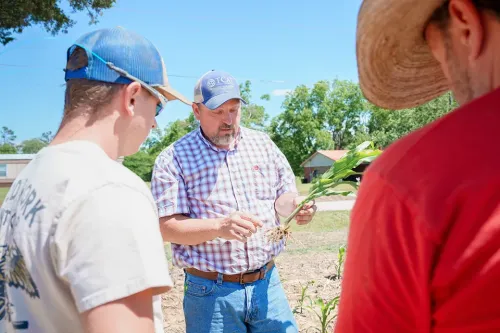 Person holding a corn plant while talking with two others in a field, with plants, soil, and nearby buildings visible.